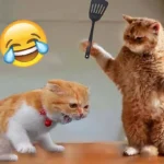 Funniest Animals 2024 🤣😅 New Funny Cats and Dogs Videos 😸🐶 Part