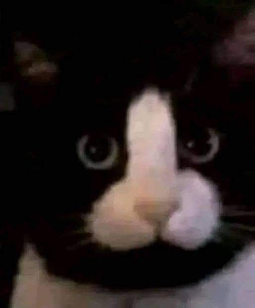 Beautiful cat