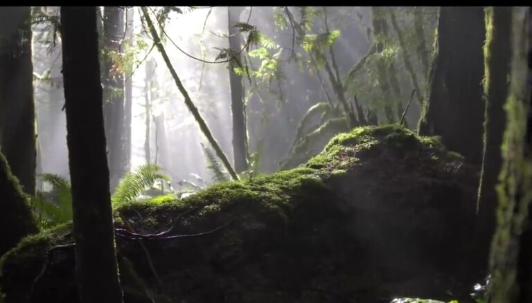 Cinematic video Natural