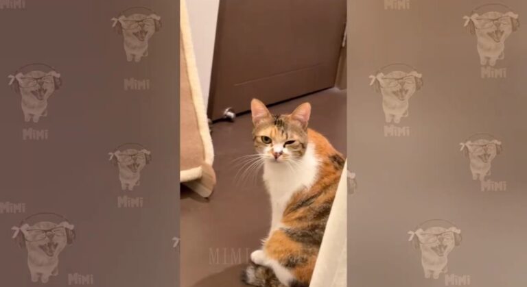 Funny cat moments